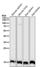 All lanes use the Histone H3 (tri methyl K27) antibody at 1:1K dilution for 1 hour at room temperature.