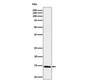 Western blot analysis of Histone H2B (formyl K116) expression in HeLa cell lysate using Histone H2B (formyl K116) antibody.