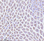 Immunohistochemical staining of ATP4B using anti-ATP4B antibody. ATP4B was detected in a paraffin-embedded section of mouse stomach tissue. Heat mediated antigen retrieval was performed in EDTA buffer (pH 8.0, epitope retrieval solution). The tissue section was blocked with 10% goat serum. The tissue section was then incubated with 2 ug/ml rabbit anti-ATP4B antibody overnight at 4oC. Peroxidase Conjugated Goat Anti-rabbit IgG was used as secondary antibody and incubated for 30 minutes at 37oC. The tissue section was developed using an HRP secondary and DAB substrate.