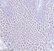 Immunohistochemical staining of ATP4B using anti-ATP4B antibody. ATP4B was detected in a paraffin-embedded section of mouse stomach tissue. Heat mediated antigen retrieval was performed in EDTA buffer (pH 8.0, epitope retrieval solution). The tissue section was blocked with 10% goat serum. The tissue section was then incubated with 2 ug/ml rabbit anti-ATP4B antibody overnight at 4oC. Peroxidase Conjugated Goat Anti-rabbit IgG was used as secondary antibody and incubated for 30 minutes at 37oC. The tissue section was developed using an HRP secondary and DAB substrate.