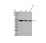 Western blot analysis of BMPR1A using anti-BMPR1A antibody. Lane 1: human 293T whole cell lysates, Lane 2: human MCF-7 whole cell lysates, Lane 3: rat skeletal muscle tissue lysates. After electrophoresis, proteins were transferred to a nitrocellulose membrane at 150 mA for 50-90 minutes. Blocked the membrane with 5% non-fat milk/TBS for 1.5 hour at RT. The membrane was incubated with rabbit anti-BMPR1A antibody at 0.5 ug/ml overnight at 4oC, then washed with TBS-0.1%Tween 3 times with 5 minutes each and probed with a goat anti-rabbit IgG-HRP secondary antibody at a dilution of 1:5000 for 1.5 hour at RT. The signal was developed using enhanced chemiluminescent. A specific band was detected for BMPR1A at approximately 60 kDa. The expected band size for BMPR1A is at 60 kDa.