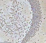 Immunohistochemical staining of HTATSF1 using anti-HTATSF1 antibody. HTATSF1 was detected in a paraffin-embedded section of mouse brain tissue. Heat mediated antigen retrieval was performed in EDTA buffer (pH 8.0, epitope retrieval solution). The tissue section was blocked with 10% goat serum. The tissue section was then incubated with 2 ug/ml rabbit anti-HTATSF1 antibody overnight at 4oC. Peroxidase Conjugated Goat Anti-rabbit IgG was used as secondary antibody and incubated for 30 minutes at 37oC. The tissue section was developed using an HRP secondary and DAB substrate.