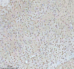 Immunohistochemical staining of HTATSF1 using anti-HTATSF1 antibody. HTATSF1 was detected in a paraffin-embedded section of mouse brain tissue. Heat mediated antigen retrieval was performed in EDTA buffer (pH 8.0, epitope retrieval solution). The tissue section was blocked with 10% goat serum. The tissue section was then incubated with 2 ug/ml rabbit anti-HTATSF1 antibody overnight at 4oC. Peroxidase Conjugated Goat Anti-rabbit IgG was used as secondary antibody and incubated for 30 minutes at 37oC. The tissue section was developed using an HRP secondary and DAB substrate.