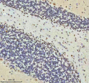 Immunohistochemical staining of HTATSF1 using anti-HTATSF1 antibody. HTATSF1 was detected in a paraffin-embedded section of rat cerebellum tissue. Heat mediated antigen retrieval was performed in EDTA buffer (pH 8.0, epitope retrieval solution). The tissue section was blocked with 10% goat serum. The tissue section was then incubated with 2 ug/ml rabbit anti-HTATSF1 antibody overnight at 4oC. Peroxidase Conjugated Goat Anti-rabbit IgG was used as secondary antibody and incubated for 30 minutes at 37oC. The tissue section was developed using an HRP secondary and DAB substrate.
