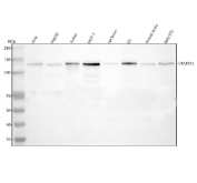 Western blot analysis of HTATSF1 using anti-HTATSF1 antibody. Lane 1: human Hela whole cell lysates, Lane 2: human HepG2 whole cell lysates, Lane 3: human Jurkat whole cell lysates, Lane 4: human MCF-7 whole cell lysates, Lane 5: rat brain tissue lysates, Lane 6: rat C6 tissue lysates, Lane 7: mouse brain tissue lysates, Lane 8: mouse NIH/3T3 whole cell lysates. After electrophoresis, proteins were transferred to a nitrocellulose membrane at 150 mA for 50-90 minutes. Blocked the membrane with 5% non-fat milk/TBS for 1.5 hour at RT. The membrane was incubated with rabbit anti-HTATSF1 antibody at 0.5 ug/ml overnight at 4oC, then washed with TBS-0.1%Tween 3 times with 5 minutes each and probed with a goat anti-rabbit IgG-HRP secondary antibody at a dilution of 1:5000 for 1.5 hour at RT. The signal was developed using enhanced chemiluminescent. The predicted band size for HTATSF1 is ~86 kDa but it is commonly observed at 130-140 kDa.