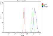 Flow cytometry analysis of fixed and permeabilized human MCF7 cells with HTATSF1 antibody at 1ug/million cells (blocked with goat sera); Red=cells alone, Green=isotype control, Blue= HTATSF1 antibody.