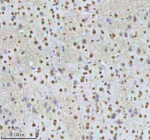 Immunohistochemical staining of HTATSF1 using anti-HTATSF1 antibody. HTATSF1 was detected in a paraffin-embedded section of mouse brain tissue. Heat mediated antigen retrieval was performed in EDTA buffer (pH 8.0, epitope retrieval solution). The tissue section was blocked with 10% goat serum. The tissue section was then incubated with 2 ug/ml rabbit anti-HTATSF1 antibody overnight at 4oC. Peroxidase Conjugated Goat Anti-rabbit IgG was used as secondary antibody and incubated for 30 minutes at 37oC. The tissue section was developed using an HRP secondary and DAB substrate.