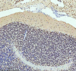 Immunohistochemical staining of HTATSF1 using anti-HTATSF1 antibody. HTATSF1 was detected in a paraffin-embedded section of mouse cerebellum tissue. Heat mediated antigen retrieval was performed in EDTA buffer (pH 8.0, epitope retrieval solution). The tissue section was blocked with 10% goat serum. The tissue section was then incubated with 2 ug/ml rabbit anti-HTATSF1 antibody overnight at 4oC. Peroxidase Conjugated Goat Anti-rabbit IgG was used as secondary antibody and incubated for 30 minutes at 37oC. The tissue section was developed using an HRP secondary and DAB substrate.