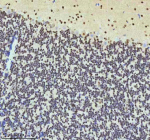 Immunohistochemical staining of HTATSF1 using anti-HTATSF1 antibody. HTATSF1 was detected in a paraffin-embedded section of mouse cerebellum tissue. Heat mediated antigen retrieval was performed in EDTA buffer (pH 8.0, epitope retrieval solution). The tissue section was blocked with 10% goat serum. The tissue section was then incubated with 2 ug/ml rabbit anti-HTATSF1 antibody overnight at 4oC. Peroxidase Conjugated Goat Anti-rabbit IgG was used as secondary antibody and incubated for 30 minutes at 37oC. The tissue section was developed using an HRP secondary and DAB substrate.