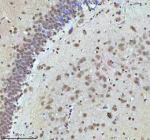 Immunohistochemical staining of HTATSF1 using anti-HTATSF1 antibody. HTATSF1 was detected in a paraffin-embedded section of rat brain tissue. Heat mediated antigen retrieval was performed in EDTA buffer (pH 8.0, epitope retrieval solution). The tissue section was blocked with 10% goat serum. The tissue section was then incubated with 2 ug/ml rabbit anti-HTATSF1 antibody overnight at 4oC. Peroxidase Conjugated Goat Anti-rabbit IgG was used as secondary antibody and incubated for 30 minutes at 37oC. The tissue section was developed using an HRP secondary and DAB substrate.