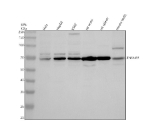 Western blot analysis of TNFAIP2 using anti-TNFAIP2 antibody. Electrophoresis was performed on a 10% SDS-PAGE gel at 80V (Stacking gel) / 120V (Resolving gel) for 2 hours. Lane 1: human Hela whole cell lysates, Lane 2: human HepG2 whole cell lysates, Lane 3: human K562 whole cell lysates, Lane 4: rat testis tissue lysates, Lane 5: rat spleen tissue lysates, Lane 6: mouse testis tissue lysates. After electrophoresis, proteins were transferred to a nitrocellulose membrane at 150 mA for 50-90 minutes. Blocked the membrane with 5% non-fat milk/TBS for 1.5 hour at RT. The membrane was incubated with rabbit anti-TNFAIP2 antibody at 0.5 ug/ml overnight at 4oC, then washed with TBS-0.1%Tween 3 times with 5 minutes each and probed with a goat anti-rabbit IgG-HRP secondary antibody at a dilution of 1:5000 for 1.5 hour at RT. The signal was developed using an ECL Plus Western Blotting Substrate. The expected molecular weight of TNFAIP2 is ~73 kDa.