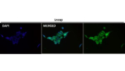 Immunofluorescent analysis using the HOXC6 antibody (green) at 1:50 dilution.