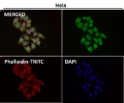 Immunofluorescent analysis using the HOXC6 antibody (green) at 1:50 dilution.