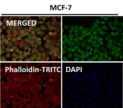 Immunofluorescent analysis using the HOXC6 antibody (green) at 1:50 dilution.