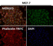 Immunofluorescent analysis using the HOXC6 antibody (green) at 1:150 dilution.