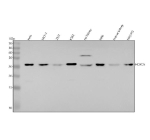 Western blot analysis of HoxC6 using anti-HoxC6 antibody. Lane 1: human Hela whole cell lysates, Lane 2: human MCF-7 whole cell lysates, Lane 3: human 293T whole cell lysates, Lane 4: human K562 whole cell lysates, Lane 5: rat kidney tissue lysates, Lane 6: rat NRK whole cell lysates, Lane 7: mouse kidney tissue lysates, Lane 8: mouse NIH/3T3 whole cell lysates. After electrophoresis, proteins were transferred to a nitrocellulose membrane at 150 mA for 50-90 minutes. Blocked the membrane with 5% non-fat milk/TBS for 1.5 hour at RT. The membrane was incubated with rabbit anti-HoxC6 antibody at 1:500 overnight at 4oC, then washed with TBS-0.1%Tween 3 times with 5 minutes each and probed with a goat anti-rabbit IgG-HRP secondary antibody at a dilution of 1:500 for 1.5 hour at RT. The signal was developed using enhanced chemiluminescent. A specific band was detected for HoxC6 at approximately 26,27 kDa. The expected molecular weight of HoxC6 is ~27 kDa.