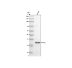 Western blot analysis of FASLG using anti-FASLG antibody. Electrophoresis was performed on a 10% SDS-PAGE gel at 80V (Stacking gel) / 120V (Resolving gel) for 2 hours. Lane 1: human Jurkat whole cell lysates. After electrophoresis, proteins were transferred to a nitrocellulose membrane at 150 mA for 50-90 minutes. Blocked the membrane with 5% non-fat milk/TBS for 1.5 hour at RT. The membrane was incubated with rabbit anti-FASLG antibody at 0.5 ug/ml overnight at 4oC, then washed with TBS-0.1%Tween 3 times with 5 minutes each and probed with a goat anti-rabbit IgG-HRP secondary antibody at a dilution of 1:5000 for 1.5 hour at RT. The signal was developed using an ECL Plus Western Blotting Substrate. The expected molecular weight of FASLG is ~31 kDa.
