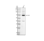Western blot analysis of TRAF3IP2 using anti-TRAF3IP2 antibody. Electrophoresis was performed on a 10% SDS-PAGE gel at 80V (Stacking gel) / 120V (Resolving gel) for 2 hours. Lane 1: human MCF-7 whole cell lysates. After electrophoresis, proteins were transferred to a nitrocellulose membrane at 150 mA for 50-90 minutes. Blocked the membrane with 5% non-fat milk/TBS for 1.5 hour at RT. The membrane was incubated with rabbit anti-TRAF3IP2 antibody at 0.5 ug/ml overnight at 4oC, then washed with TBS-0.1%Tween 3 times with 5 minutes each and probed with a goat anti-rabbit IgG-HRP secondary antibody at a dilution of 1:5000 for 1.5 hour at RT. The signal was developed using an ECL Plus Western Blotting Substrate. The expected molecular weight of TRAF3IP2 is ~65 kDa.