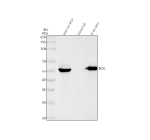 Immunoprecipitation of DDC in SH-SY5Y whole cell lysate. Western blot analysis of DDC using anti-DDC antibody; Lane 1: SH-SY5Y whole cell lysates (30ug); Lane 2: Rabbit control IgG instead of anti-DDC antibody in SH-SY5Y whole cell lysate; Lane 3: anti-DDC antibody (2ug) + SH-SY5Y whole cell lysate (500ug). After electrophoresis, proteins were transferred to a membrane. Then the membrane was incubated with rabbit anti-DDC antibody at a dilution of 0.5 ug/ml and probed with a goat anti-rabbit IgG-HRP secondary antibody. The signal is developed using ECL Plus Western Blotting Substrate. The expected molecular weight of DDC is ~54 kDa.