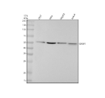 Western blot analysis of GRSF1 using anti-GRSF1 antibody. Electrophoresis was performed on a 10% SDS-PAGE gel at 80V (Stacking gel) / 120V (Resolving gel) for 2 hours. Lane 1: human 293T whole cell lysates, Lane 2: human Hela whole cell lysates, Lane 3: human HepG2 whole cell lysates, Lane 4: human Jurkat whole cell lysates. After electrophoresis, proteins were transferred to a nitrocellulose membrane at 150 mA for 50-90 minutes. Blocked the membrane with 5% non-fat milk/TBS for 1.5 hour at RT. The membrane was incubated with rabbit anti-GRSF1 antibody at 1:500 overnight at 4oC, then washed with TBS-0.1%Tween 3 times with 5 minutes each and probed with a goat anti-rabbit IgG-HRP secondary antibody at a dilution of 1:5000 for 1.5 hour at RT. The signal was developed using an ECL Plus Western Blotting Substrate. The expected molecular weight of GRSF1 is ~53 kDa.