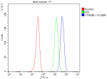 Flow Cytometry analysis of HEL cells using anti-CTNNBL1 antibody. Overlay histogram showing HEL cells stained with (Blue line). To facilitate intracellular staining, cells were fixed with 4% paraformaldehyde and permeabilized with permeabilization buffer. The cells were blocked with 10% normal goat serum. And then incubated with rabbit anti-CTNNBL1 antibody (1 ug/million cells) for 30 min at 20oC. DyLight 488 conjugated goat anti-rabbit IgG (5-10 ug/million cells) was used as secondary antibody for 30 minutes at 20oC. Isotype control antibody (Green line) was rabbit IgG (1 ug/million cells) used under the same conditions. Unlabelled sample without incubation with primary antibody and secondary antibody (Red line) was used as a blank control.