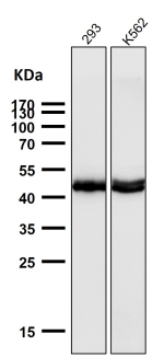 All lanes use the AZI2 antibody at 1:1K dilution for 1 hour at room temperature. Predicted molecular weight ~45 kDa.
