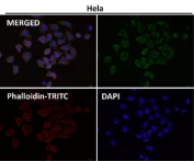 Immunofluorescent analysis using the AZI2 antibody (green) at 1:50 dilution.