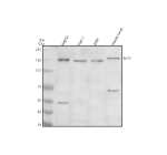 Western blot analysis of NID1 using anti-NID1 antibody. Electrophoresis was performed on a 8% SDS-PAGE gel at 80V (Stacking gel) / 120V (Resolving gel) for 2 hours. Lane 1: human HepG2 whole cell lysates, Lane 2: human THP-1 whole cell lysates, Lane 3: human 293T whole cell lysates, Lane 4: mouse heart tissue lysates. After electrophoresis, proteins were transferred to a nitrocellulose membrane at 150 mA for 50-90 minutes. Blocked the membrane with 5% non-fat milk/TBS for 1.5 hour at RT. The membrane was incubated with rabbit anti-NID1 antibody at 0.5 ug/ml overnight at 4oC, then washed with TBS-0.1%Tween 3 times with 5 minutes each and probed with a goat anti-rabbit IgG-HRP secondary antibody at a dilution of 1:5000 for 1.5 hour at RT. The signal was developed using an ECL Plus Western Blotting Substrate. The expected molecular weight of NID1 is ~136 kDa but often observed at ~150 kDa due to glycosylation / ECM localization / protein domain complexity.