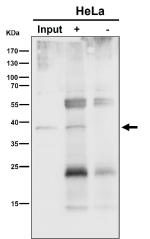 Immunoprecipitation analysis using the NSDHL antibody at 1:50 dilution. (Western blot at 1:1K dilution)