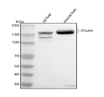 Western blot analysis of Integrin Itga4 using anti-Integrin Itga4 antibody. Lane 1: rat liver tissue lysates, Lane 2: mouse liver tissue lysates. After electrophoresis, proteins were transferred to a nitrocellulose membrane at 150 mA for 50-90 minutes. Blocked the membrane with 5% non-fat milk/TBS for 1.5 hour at RT. The membrane was incubated with rabbit anti-Integrin Itga4 antibody at 0.5 ug/ml overnight at 4oC, then washed with TBS-0.1%Tween 3 times with 5 minutes each and probed with a goat anti-rabbit IgG-HRP secondary antibody at a dilution of 1:5000 for 1.5 hour at RT. The signal was developed using enhanced chemiluminescent. The expected molecular weight of Itga4 is at ~116 kDa but may be observed at higher molecular weights due to glycosylation.