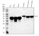Western blot analysis of NCF1 using anti- NCF1 antibody. Lane 1: human Raji whole cell lysates, Lane 2: human THP-1 whole cell lysates, Lane 3: human Ramos whole cell lysates, Lane 4: rat spleen tissue lysates, Lane 5: mouse thymus tissue lysates, Lane 6: mouse spleen tissue lysates. After electrophoresis, proteins were transferred to a nitrocellulose membrane at 150 mA for 50-90 minutes. Blocked the membrane with 5% non-fat milk/TBS for 1.5 hour at RT. The membrane was incubated with rabbit anti- NCF1 antibody at 0.5 ug/ml overnight at 4oC, then washed with TBS-0.1%Tween 3 times with 5 minutes each and probed with a goat anti-rabbit IgG-HRP secondary antibody at a dilution of 1:5000 for 1.5 hour at RT. The signal was developed using enhanced chemiluminescent. The expected molecular weight of NCF1 is ~45 kDa.