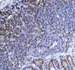 Immunohistochemical staining of NCF1 using anti- NCF1 antibody. NCF1 was detected in a paraffin-embedded section of rat lymph tissue. Heat mediated antigen retrieval was performed in EDTA buffer (pH 8.0, epitope retrieval solution). The tissue section was blocked with 10% goat serum. The tissue section was then incubated with 2 ug/ml rabbit anti- NCF1 antibody overnight at 4oC. Peroxidase Conjugated Goat Anti-rabbit IgG was used as secondary antibody and incubated for 30 minutes at 37oC. The tissue section was developed using an HRP secondary and DAB substrate.