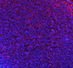 Immunofluorescent staining of NCF1 using anti-NCF1 antibody (red). NCF1 was detected in a paraffin-embedded section of mouse lymph node tissue. Heat mediated antigen retrieval was performed in EDTA buffer (pH 8.0, epitope retrieval solution). The tissue section was blocked with 10% goat serum. The tissue section was then incubated with 5 ug/ml rabbit anti-NCF1 antibody overnight at 4oC. DyLight 594 Conjugated Goat Anti-Rabbit IgG was used as secondary antibody at 1:500 dilution and incubated for 30 minutes at 37oC. The section was counterstained with DAPI nuclear stain (blue). Visualize using a fluorescence microscope and filter sets appropriate for the label used.