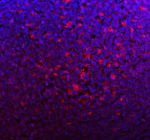 Immunofluorescent staining of NCF1 using anti-NCF1 antibody (red). NCF1 was detected in a paraffin-embedded section of rat lymph node tissue. Heat mediated antigen retrieval was performed in EDTA buffer (pH 8.0, epitope retrieval solution). The tissue section was blocked with 10% goat serum. The tissue section was then incubated with 5 ug/ml rabbit anti-NCF1 antibody overnight at 4oC. DyLight 594 Conjugated Goat Anti-Rabbit IgG was used as secondary antibody at 1:500 dilution and incubated for 30 minutes at 37oC. The section was counterstained with DAPI nuclear stain (blue). Visualize using a fluorescence microscope and filter sets appropriate for the label used.