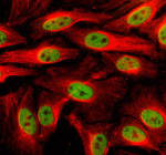 Immunofluorescent staining of BCLAF1 using anti-BCLAF1 antibody (green) and anti-Beta Tubulin antibody (red). BCLAF1 was detected in an immunocytochemical section of Hela cells. Enzyme antigen retrieval was performed using IHC enzyme antigen retrieval reagent for 15 mins. The cells were blocked with 10% goat serum. And then incubated with 5 ug/ml rabbit anti-BCLAF1 antibody and mouse anti-Beta Tubulin antibody overnight at 4oC. DyLight 488 Conjugated Goat Anti-Rabbit IgG and Cy3 Conjugated Goat Anti-Mouse IgG were used as secondary antibody at 1:500 dilution and incubated for 30 minutes at 37oC. Visualize using a fluorescence microscope and filter sets appropriate for the label used.