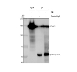 Immunoprecipitation of BCLAF1 in Hela whole cell lysate. Western blot analysis of BCLAF1 using anti-BCLAF1 antibody. Lane 1: Hela whole cell lysates (30ug), Lane 2: Rabbit control IgG instead of anti-BCLAF1 antibody in Hela whole cell lysate, Lane 3: anti-BCLAF1 antibody (2ug) + Hela whole cell lysate (500ug). After electrophoresis, proteins were transferred to a membrane. Then the membrane was incubated with rabbit anti-BCLAF1 antibody at a dilution of 0.5 ug/ml and probed with a goat anti-rabbit IgG-HRP secondary antibody. The signal is developed using ECL Plus Western Blotting Substrate. The expected molecular weight of BCLAF1 is ~106 kDa but it is commonly observed at higher molecular weights due to post-translational modifications such as phosphorylation, SUMOylation and ubiquitination.