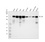 Western blot analysis of BCLAF1 using anti-BCLAF1 antibody. Electrophoresis was performed on a 8% SDS-PAGE gel at 80V (Stacking gel) / 120V (Resolving gel) for 2 hours. Lane 1: human Jurkat whole cell lysates, Lane 2: human MCF-7 whole cell lysates, Lane 3: human Hela whole cell lysates, Lane 4: human HEL whole cell lysates, Lane 5: rat brain tissue lysates, Lane 6: rat RH35 whole cell lysates, Lane 7: mouse brain tissue lysates, Lane 8: mouse NIH/3T3 whole cell lysates. After electrophoresis, proteins were transferred to a nitrocellulose membrane at 150 mA for 50-90 minutes. Blocked the membrane with 5% non-fat milk/TBS for 1.5 hour at RT. The membrane was incubated with rabbit anti-BCLAF1 antibody at 0.5 ug/ml overnight at 4oC, then washed with TBS-0.1%Tween 3 times with 5 minutes each and probed with a goat anti-rabbit IgG-HRP secondary antibody at a dilution of 1:5000 for 1.5 hour at RT. The signal was developed using an ECL Plus Western Blotting Substrate. The expected molecular weight of BCLAF1 is ~106 kDa.
