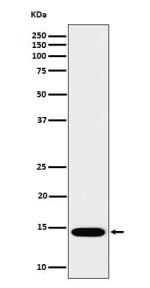 Western blot analysis of IL22 in recombinant human IL22 protein cell lysate using IL22 antibody.
