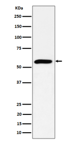 Western blot analysis of PRPF4 expression in HeLa cell lysate using PRPF4 antibody. Predicted molecular weight ~58 kDa.