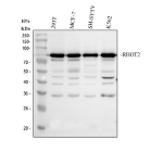 Western blot analysis of RHOT2 using anti-RHOT2 antibody. Electrophoresis was performed on a 10% SDS-PAGE gel at 80V (Stacking gel) / 120V (Resolving gel) for 2 hours. Lane 1: human 293T whole cell lysates, Lane 2: human MCF-7 whole cell lysates, Lane 3: human SH-SY5Y whole cell lysates, Lane 4: human K562 whole cell lysates. After electrophoresis, proteins were transferred to a nitrocellulose membrane at 150 mA for 50-90 minutes. Blocked the membrane with 5% non-fat milk/TBS for 1.5 hour at RT. The membrane was incubated with rabbit anti-RHOT2 antibody at 0.5 ug/ml overnight at 4oC, then washed with TBS-0.1%Tween 3 times with 5 minutes each and probed with a goat anti-rabbit IgG-HRP secondary antibody at a dilution of 1:5000 for 1.5 hour at RT. The signal was developed using an ECL Plus Western Blotting Substrate. RHOT2 (MIRO2) was detected at 75-80 kDa, consistent with the phosphorylated and post-translationally modified forms described in peer-reviewed studies. The upward shift from the ~68 kDa predicted size likely reflects PINK1-dependent phosphorylation and related mitochondrial quality-control modifications.