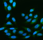 Immunofluorescent staining of NCLN using anti-NCLN antibody (green). NCLN was detected in an immunocytochemical section of HELA cells. Enzyme antigen retrieval was performed using IHC enzyme antigen retrieval reagent for 15 mins. The cells were blocked with 10% goat serum. And then incubated with 5 ug/ml rabbit anti-NCLN antibody overnight at 4oC. DyLight 488 Conjugated Goat Anti-Rabbit IgG was used as secondary antibody at 1:500 dilution and incubated for 30 minutes at 37oC. The section was counterstained with DAPI nuclear stain (blue). Visualize using a fluorescence microscope and filter sets appropriate for the label used.
