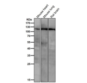 All lanes use the PIK3CB antibody at 1:3K dilution for 1 hour at room temperature. Predicted molecular weight ~110 kDa.