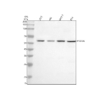 Western blot analysis of PRDM6 using anti-PRDM6 antibody. Electrophoresis was performed on a 10% SDS-PAGE gel at 80V (Stacking gel) / 120V (Resolving gel) for 2 hours. Lane 1: human 293T whole cell lysates, Lane 2: human HEL whole cell lysates, Lane 3: human MCF-7 whole cell lysates, Lane 4: human RT4 whole cell lysates. After electrophoresis, proteins were transferred to a nitrocellulose membrane at 150 mA for 50-90 minutes. Blocked the membrane with 5% non-fat milk/TBS for 1.5 hour at RT. The membrane was incubated with rabbit anti-PRDM6 antibody at 0.5 ug/ml overnight at 4oC, then washed with TBS-0.1%Tween 3 times with 5 minutes each and probed with a goat anti-rabbit IgG-HRP secondary antibody at a dilution of 1:5000 for 1.5 hour at RT. The signal was developed using an ECL Plus Western Blotting Substrate. The expected molecular weight of PRDM6 is ~61 kDa.