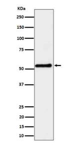 Western blot analysis of SHB expression in K562 cell lysate. Predicted molecular weight ~55 kDa.