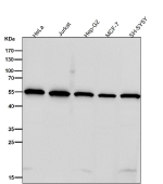 All lanes use the antibody at 1:8K dilution for 1 hour at room temperature. Predicted molecular weight ~55 kDa.