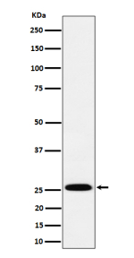 Western blot analysis of INMT expression in human A549 cell lysate using INMT antibody. Predicted molecular weight ~29 kDa.
