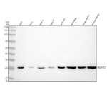 Western blot analysis of NDUFS3 using anti-NDUFS3 antibody. Electrophoresis was performed on a 10% SDS-PAGE gel at 80V (Stacking gel) / 120V (Resolving gel) for 2 hours. Lane 1: human 293T whole cell lysates, Lane 2: human Hela whole cell lysates, Lane 3: human MCF-7 whole cell lysates, Lane 4: human Caco-2 whole cell lysates, Lane 5: rat brain tissue lysates, Lane 6: rat kidney tissue lysates, Lane 7: mouse brain tissue lysates, Lane 8: mouse kidney tissue lysates. After electrophoresis, proteins were transferred to a nitrocellulose membrane at 150 mA for 50-90 minutes. Blocked the membrane with 5% non-fat milk/TBS for 1.5 hour at RT. The membrane was incubated with rabbit anti-NDUFS3 antibody at 0.5 ug/ml overnight at 4oC, then washed with TBS-0.1%Tween 3 times with 5 minutes each and probed with a goat anti-rabbit IgG-HRP secondary antibody at a dilution of 1:5000 for 1.5 hour at RT. The signal was developed using an ECL Plus Western Blotting Substrate. NDUFS3 (~30 kDa predicted precursor) was detected at ~25 kDa, consistent with the cleaved, mature mitochondrial form reported in peer-reviewed studies
