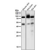 All lanes use the Phospho-PKC alpha (Thr497) antibody at 1:1K dilution for 1 hour at room temperature.