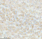 Immunohistochemical staining of STRBP using anti-STRBP antibody. STRBP was detected in a paraffin-embedded section of mouse brain tissue. Heat mediated antigen retrieval was performed in EDTA buffer (pH 8.0, epitope retrieval solution). The tissue section was blocked with 10% goat serum. The tissue section was then incubated with 2 ug/ml rabbit anti-STRBP antibody overnight at 4oC. Peroxidase Conjugated Goat Anti-rabbit IgG was used as secondary antibody and incubated for 30 minutes at 37oC. The tissue section was developed using an HRP secondary and DAB substrate.
