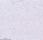 Immunohistochemical staining of STRBP using anti-STRBP antibody. STRBP was detected in a paraffin-embedded section of rat brain tissue. Heat mediated antigen retrieval was performed in EDTA buffer (pH 8.0, epitope retrieval solution). The tissue section was blocked with 10% goat serum. The tissue section was then incubated with 2 ug/ml rabbit anti-STRBP antibody overnight at 4oC. Peroxidase Conjugated Goat Anti-rabbit IgG was used as secondary antibody and incubated for 30 minutes at 37oC. The tissue section was developed using an HRP secondary and DAB substrate.